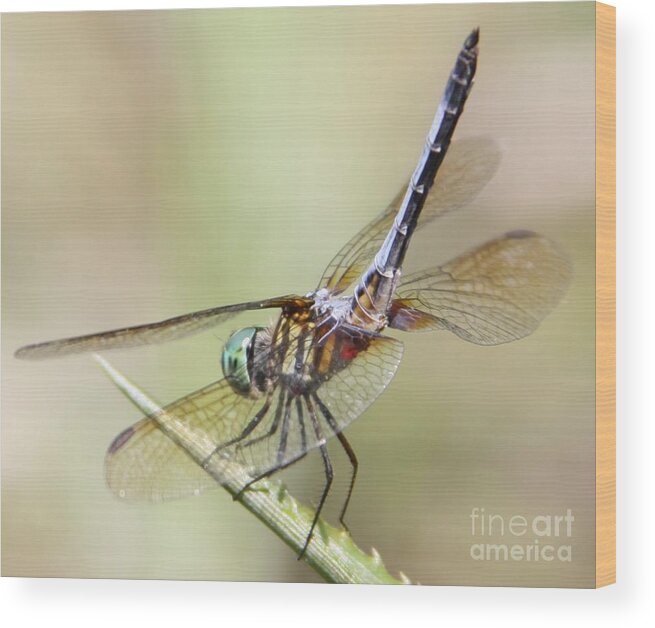 Colorful Wood Print featuring the photograph A Beautiful Dragon Fly Landed on my Pineapple Plant by Philip And Robbie Bracco