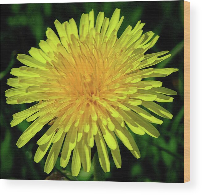 Dandelion Wood Print featuring the photograph A Blushing Dandelion by Tikvah's Hope