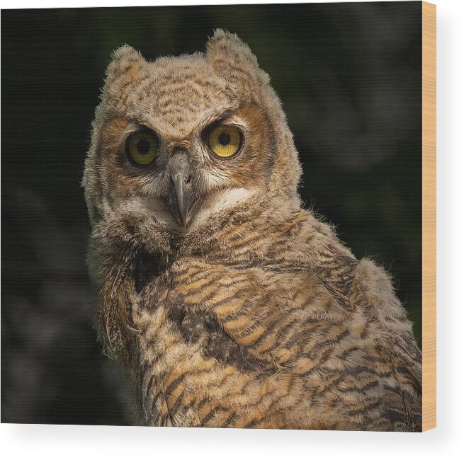 Nature Wood Print featuring the photograph A Portrait Of Great Horn Owlet by Mike He