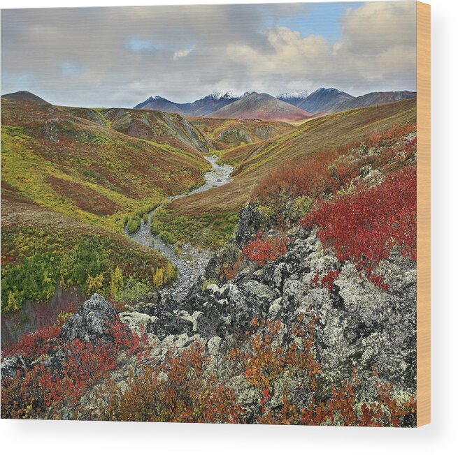 00586290 Wood Print featuring the photograph Autumn Tundra, Ogilvie Mts, Tombstone Territorial Park, Yukon by Tim Fitzharris