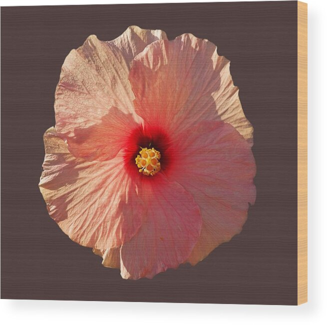 Hibiscus Flower Wood Print featuring the photograph Blooming Hot by Charles Stuart