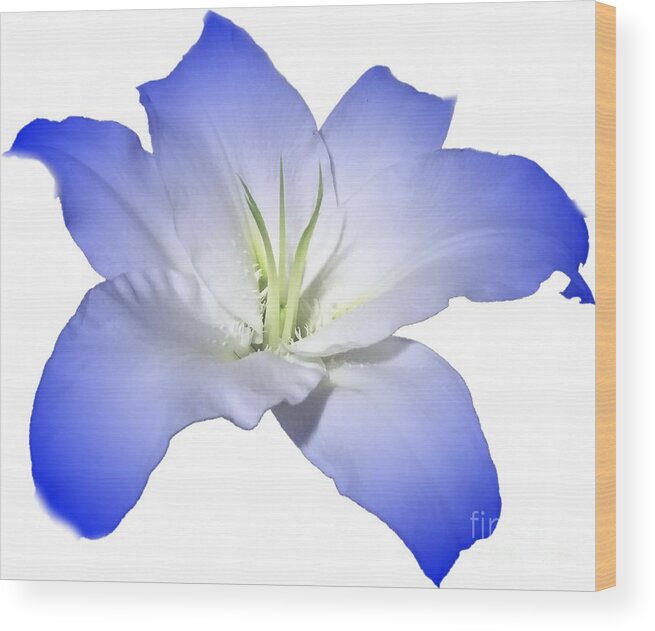 Blue Wood Print featuring the photograph Blue Lily Flower for Shirts by Delynn Addams