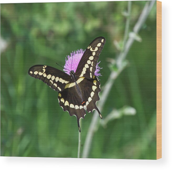 Butterfly Wood Print featuring the photograph Butterfly on Thistle by Ty Husak