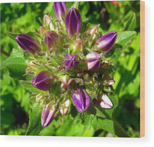 Clustered Bellflower Wood Print featuring the photograph Clustered Bellflower by Jean Evans