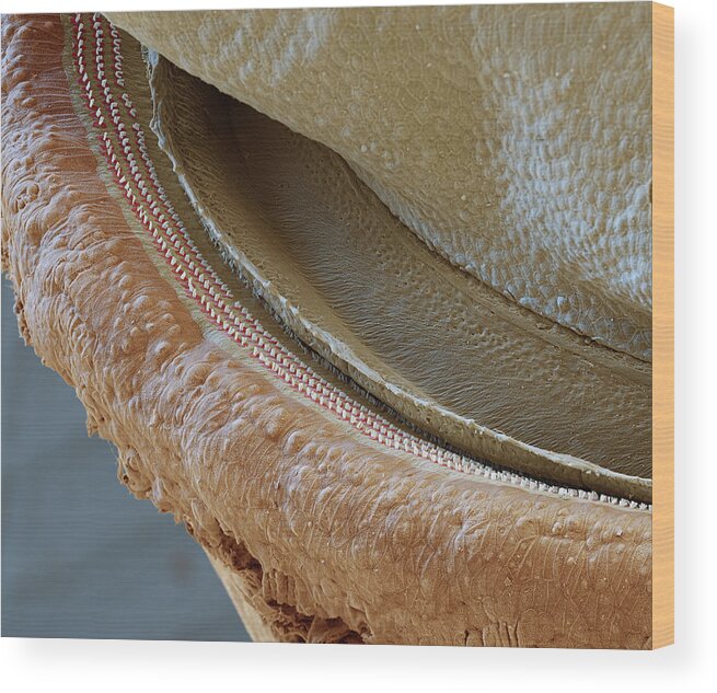 Cochlea Wood Print featuring the photograph Cochlea, Coil Section, Sem by Oliver Meckes EYE OF SCIENCE