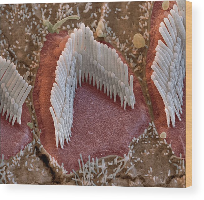 Cochlea Wood Print featuring the photograph Cochlea, Outer Hair Cell, Sem by Oliver Meckes EYE OF SCIENCE