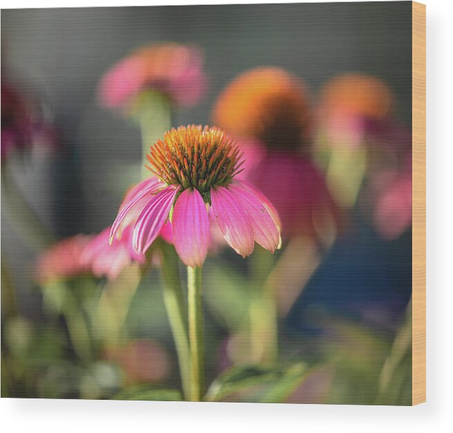 Coneflower Wood Print featuring the photograph Coneflowers by Lori Rowland