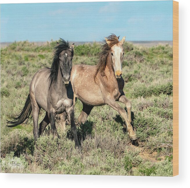 Horses Wood Print featuring the photograph Frisky Horse Pals by Judi Dressler