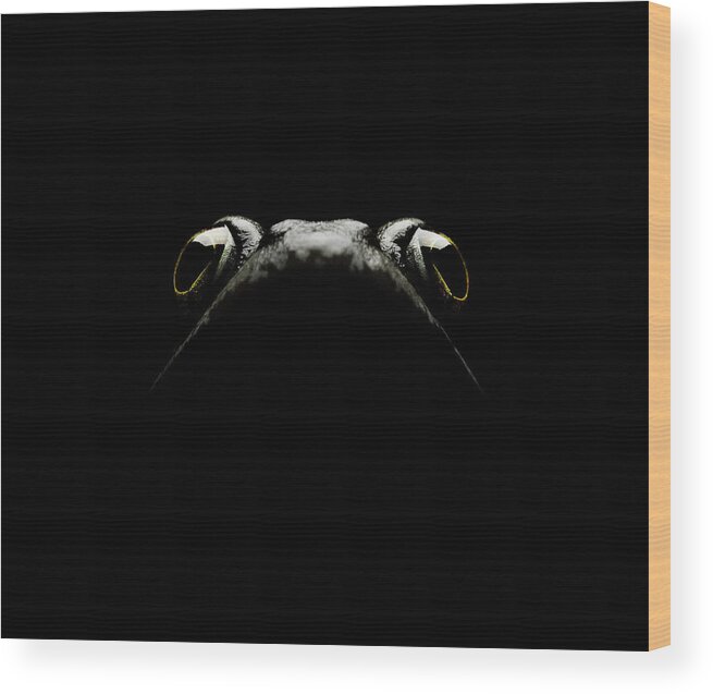 Tranquility Wood Print featuring the photograph Frog Portrait Looking Up by Maarten Wouters