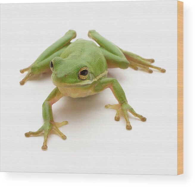 White Background Wood Print featuring the photograph Green Tree Frog by Don Farrall
