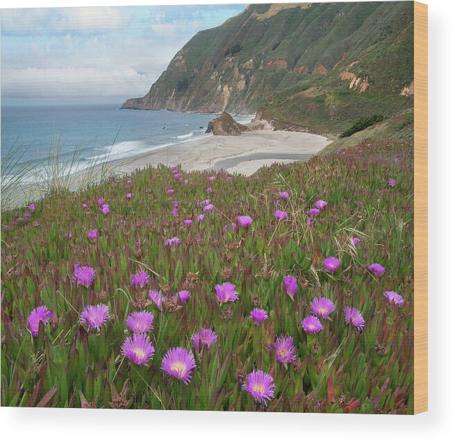 00571618 Wood Print featuring the photograph Ice Plant Flowers Along Coast, Russian River, California by Tim Fitzharris