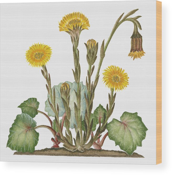 Watercolor Painting Wood Print featuring the digital art Illustration Of Tussilago Farfara by Dorling Kindersley