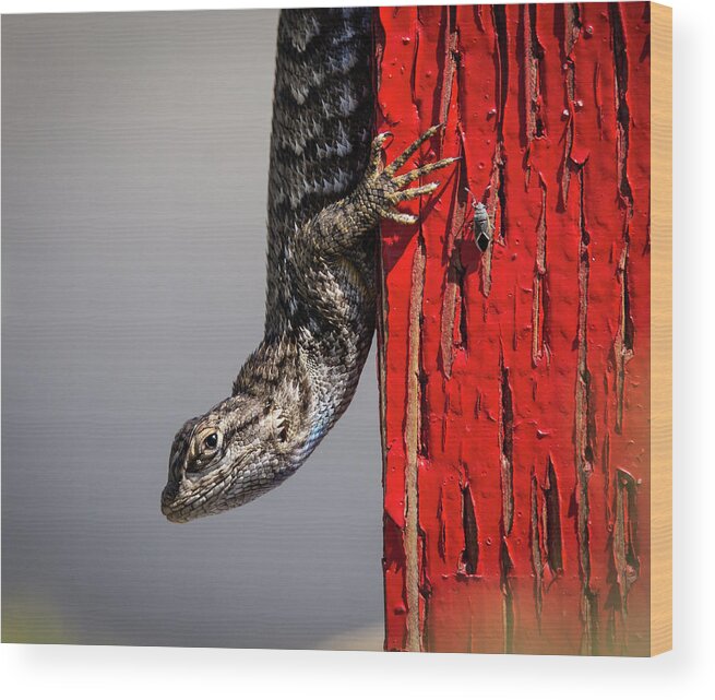 Lizard Wood Print featuring the photograph Lizard on Red by Rick Mosher