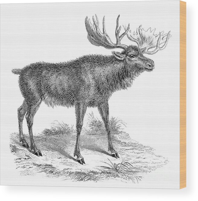 Engraving Wood Print featuring the drawing Moose Deer, 19th Century by Print Collector