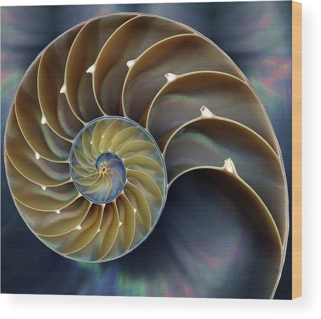 Cephalopod Wood Print featuring the photograph Nautilus by 0049-1215-16-2610334597