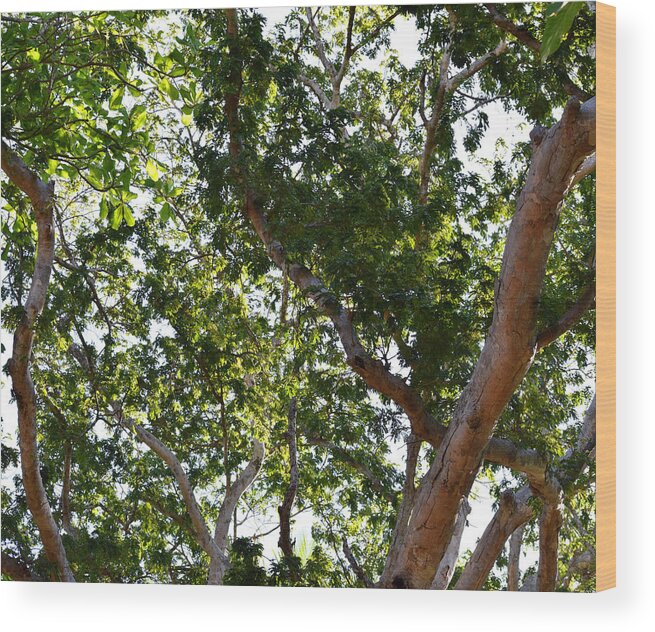 Tree Wood Print featuring the photograph Photo 66 Tropical Trees by Lucie Dumas