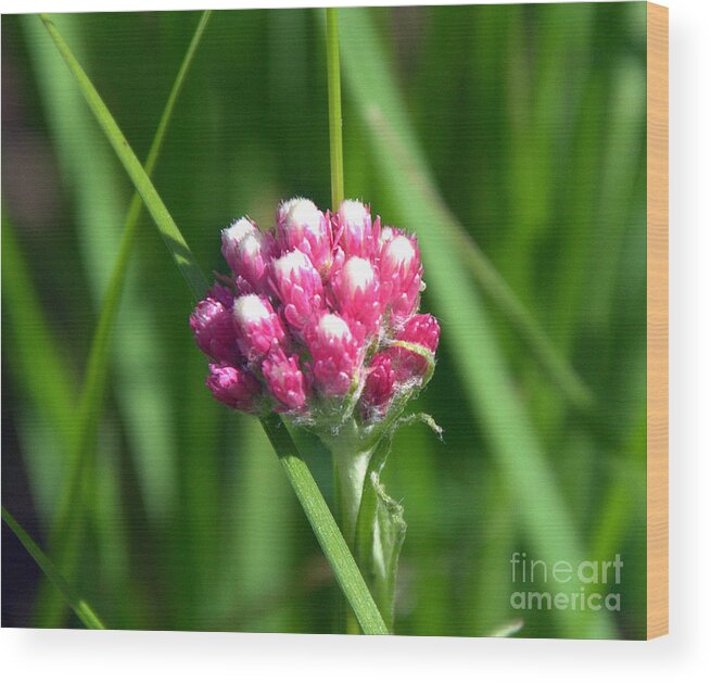 Wildflowers Wood Print featuring the photograph Pink Pussytoes by Dorrene BrownButterfield