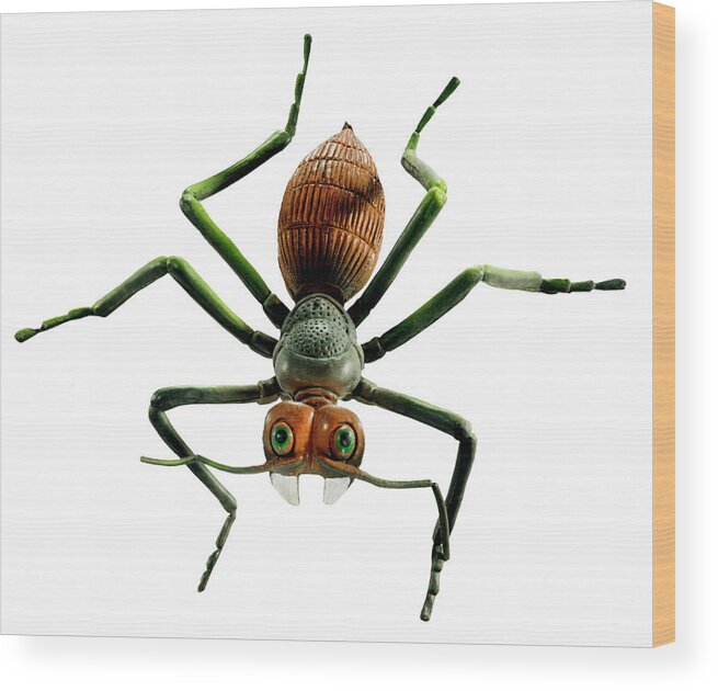 Animal Wood Print featuring the drawing Plastic Bug by CSA Images