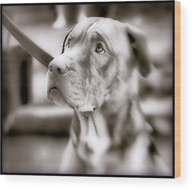 Baltimore Wood Print featuring the photograph Sad Dog by L. Toshio Kishiyama