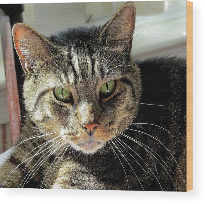 Tabby Cat Wood Print featuring the photograph Tabby Cat by Linda Stern