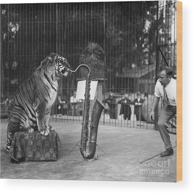 People Wood Print featuring the photograph Tiger In Cage Playing Saxophone by Bettmann