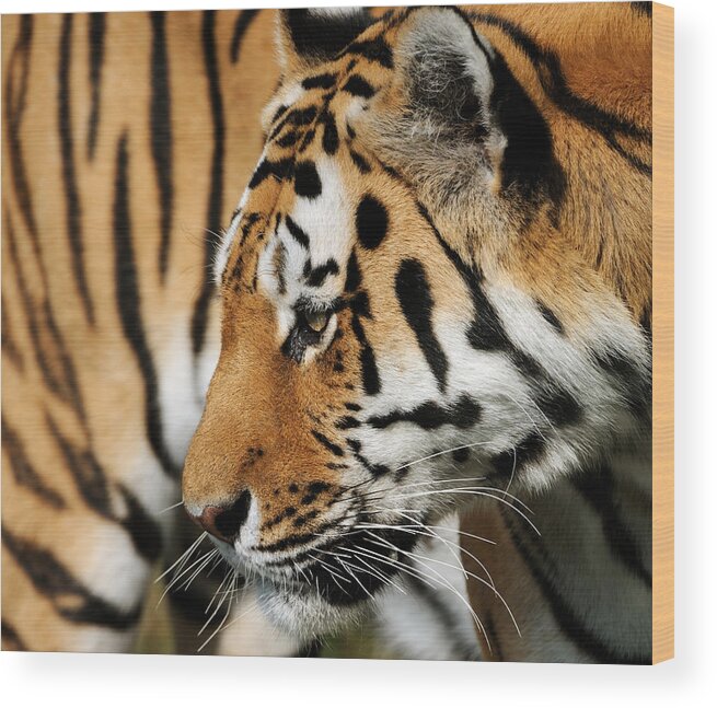 Big Cat Wood Print featuring the photograph Tiger Portrait by Freder