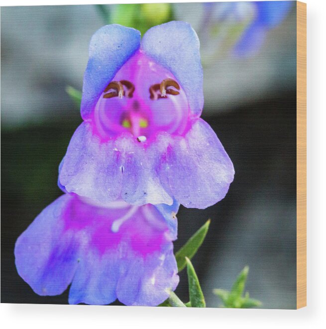 Flowers Wood Print featuring the photograph Violetta by Arthur Bohlmann