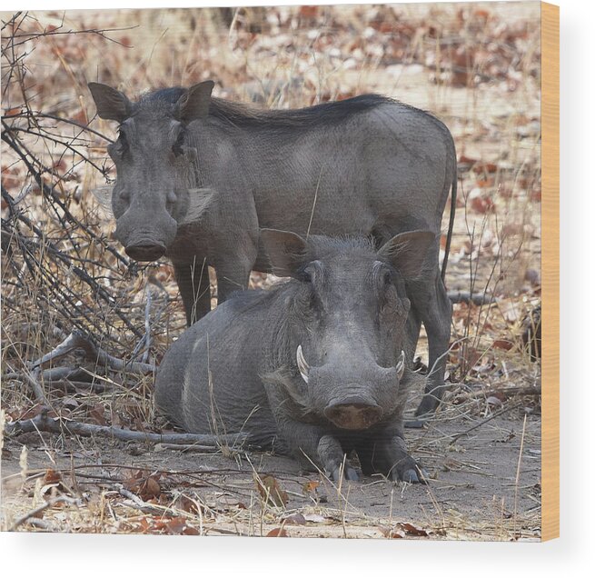 Warthog Wood Print featuring the photograph Wart Hog Pair by Ben Foster