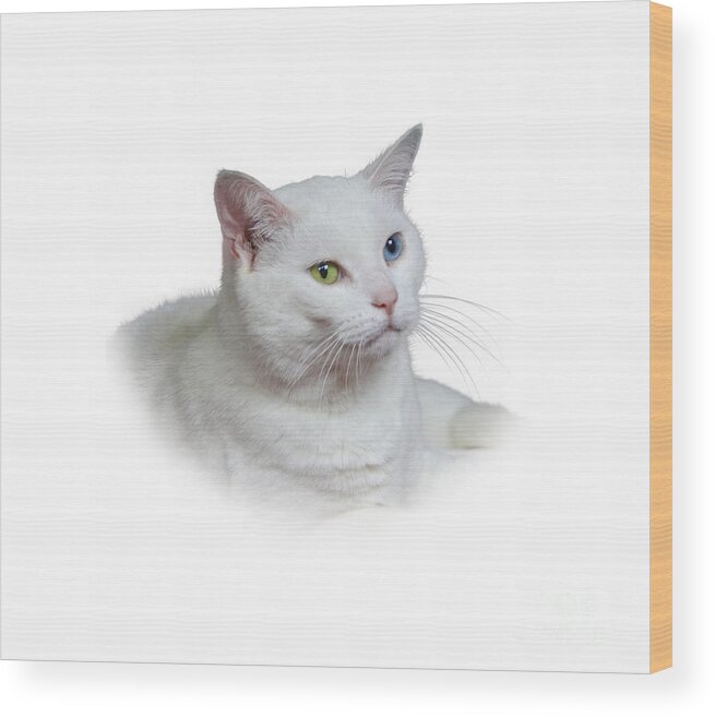 Fur Wood Print featuring the photograph White Cat on a Transparent Heart by Terri Waters