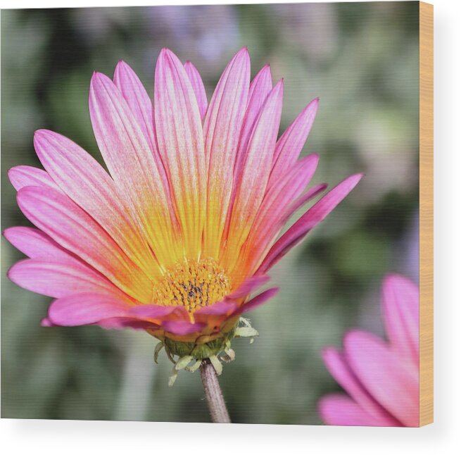 Wildflowers Wood Print featuring the photograph Wild Color by Arthur Bohlmann