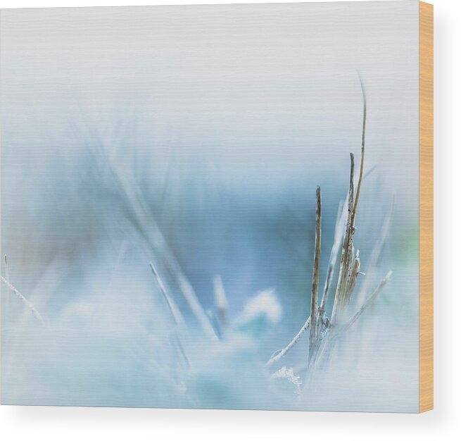 Winter Wood Print featuring the photograph Winter Grass on a Frosty Morning by Lori Rowland