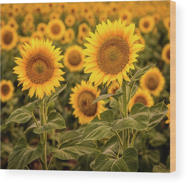 Colorado Wood Print featuring the photograph Yellow Sunflowers in Large Field by Teri Virbickis