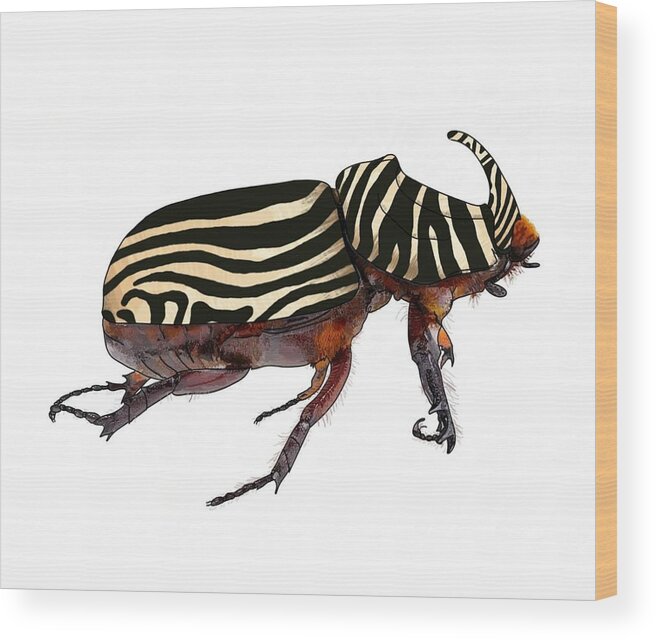 Rhinoceros Beetle Wood Print featuring the drawing Zebra Striped Rhinoceros Beetle On White by Joan Stratton