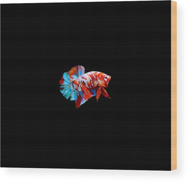 Betta Wood Print featuring the photograph Multicolor Betta Fish by Sambel Pedes