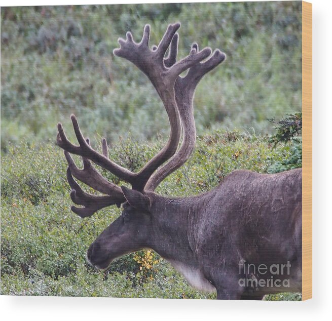 Reindeer Wood Print featuring the photograph A Reindeer in Denali National Park. by L Bosco