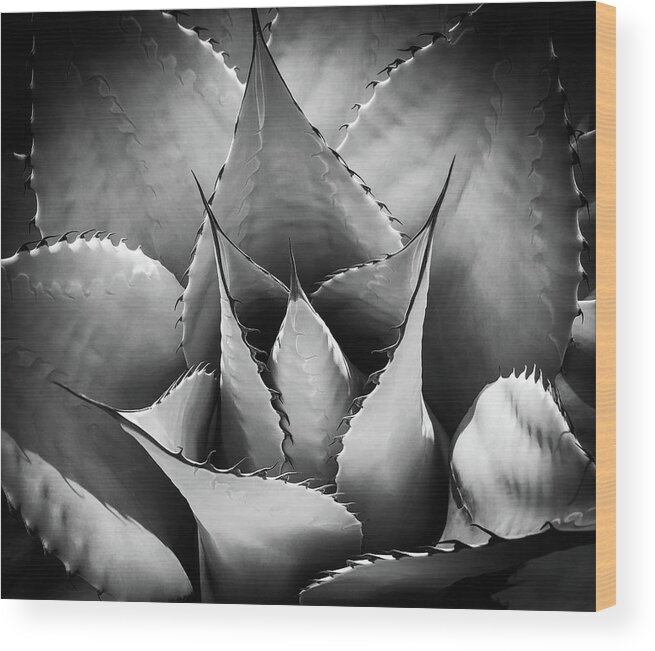 Succulent Wood Print featuring the photograph Agave by Candy Brenton