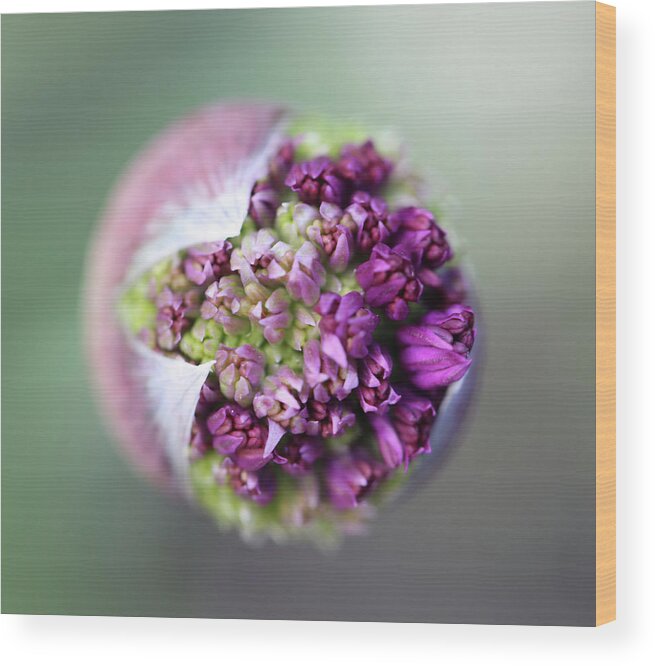 Beautiful Wood Print featuring the photograph Allium New Beginnings by Tammy Pool