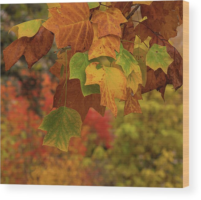 Autumn Wood Print featuring the photograph Autumn's Leaves by Sylvia Goldkranz