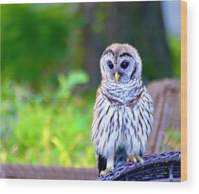 Barred Owl Beauty Wood Print featuring the photograph Barred Owl Beauty by Warren Thompson