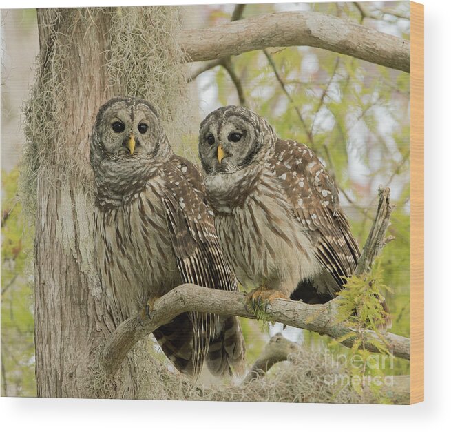Ron Bielefeld Wood Print featuring the photograph Barred Owl Pair by Ron Bielefeld