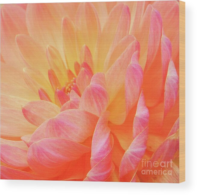 Florals Wood Print featuring the photograph Dahlia - Floral Close Up by Rehna George