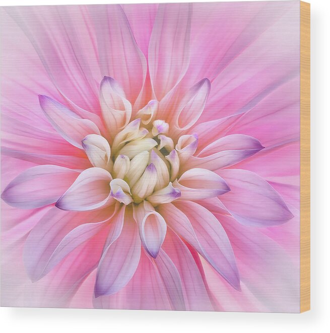 Dahlia Wood Print featuring the photograph Delight by Louise Lindsay