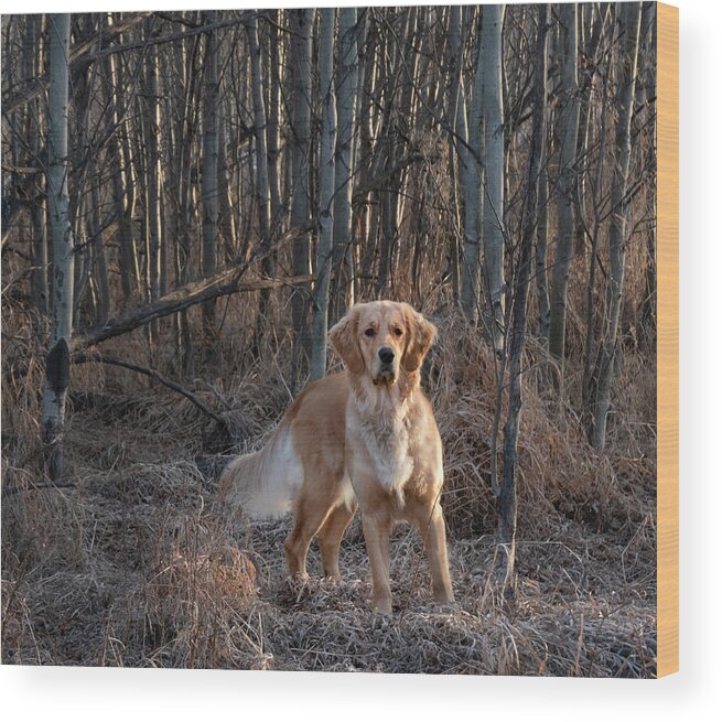Dog Wood Print featuring the photograph Dog In The Woods by Phil And Karen Rispin