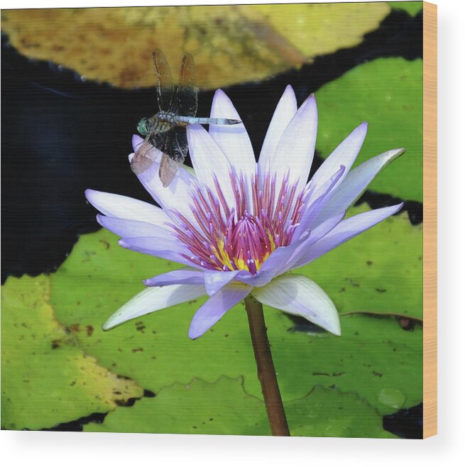 Dragonfly Wood Print featuring the photograph Dragon with Lily by Bill Barber