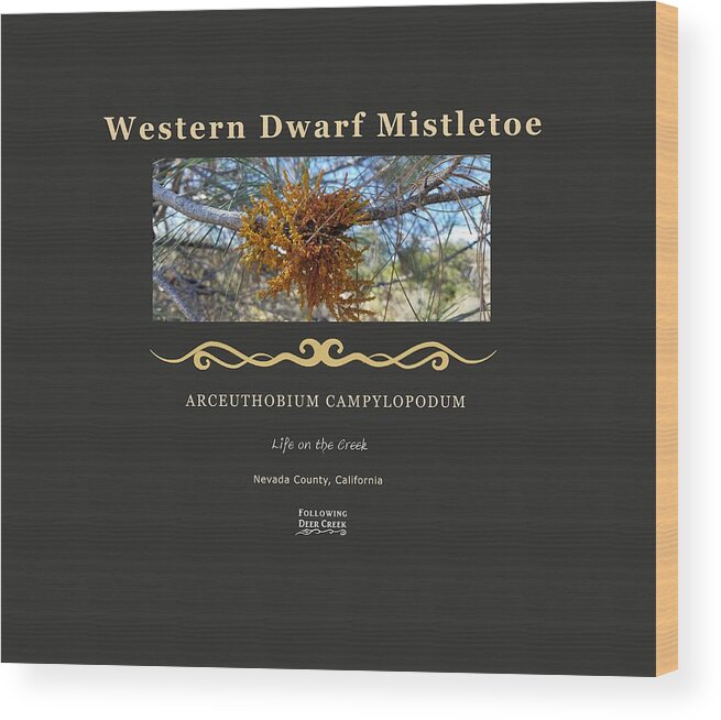 Mistletoe Wood Print featuring the digital art Dwarf Mistletoe by Lisa Redfern