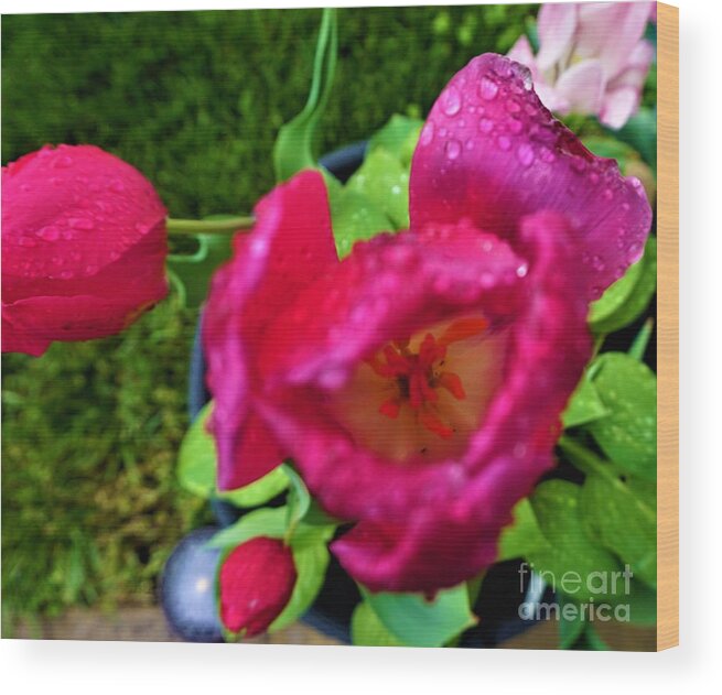 Flower Wood Print featuring the photograph Eye of a Tulip by Jimmy Clark