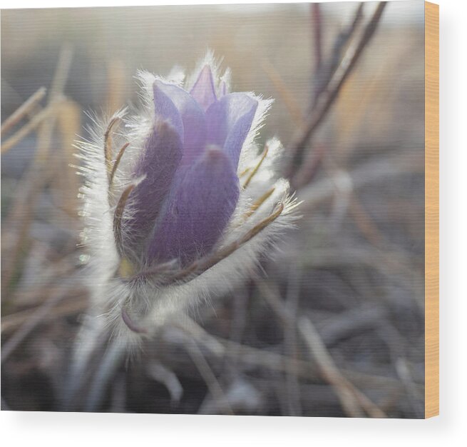 Crocus Wood Print featuring the photograph First Spring Prairie Crocus Flower by Karen Rispin