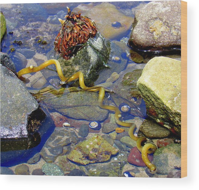 Tide Pool Wood Print featuring the photograph Fun in the Tide Pool by Adrienne Wilson