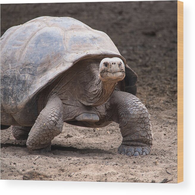 Galapagos Wood Print featuring the photograph Galapagos Tortoise Looking at Me by L Bosco