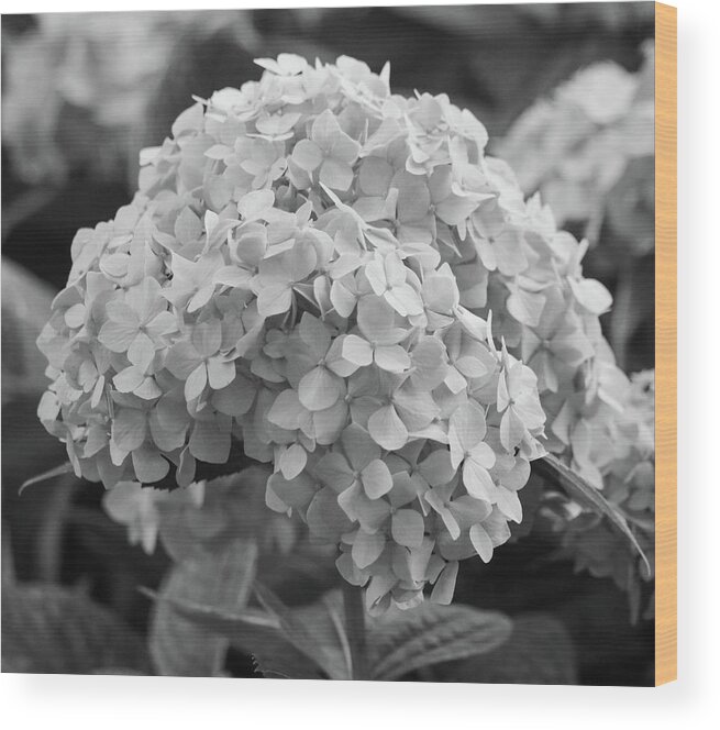 Hydrangea Wood Print featuring the photograph Grayscale Hydrangea Bloom by Mary Anne Delgado